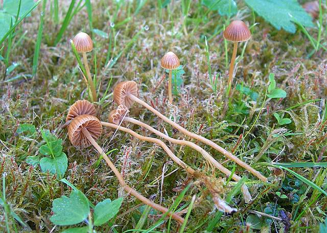 Le Galerine del bosco alluvionale